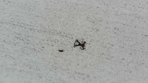 Dolly in downshot of one person making a snow angel with dog Stock Footage 138750063