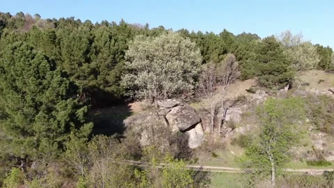 Dolly effect of tree on rock 스톡 동영상 136844245