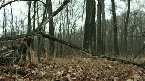 Dolly escape in the woods Stock Footage 71209295