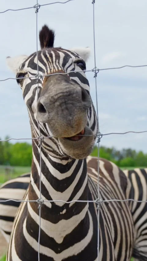 Dolly-in to extreme close-up of Chapman’s zebra (Equus quagga chapmani) behind Stock Footage 313097119