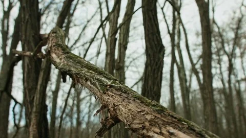 Dolly of fallen branch in the woods Stock Footage 71208532