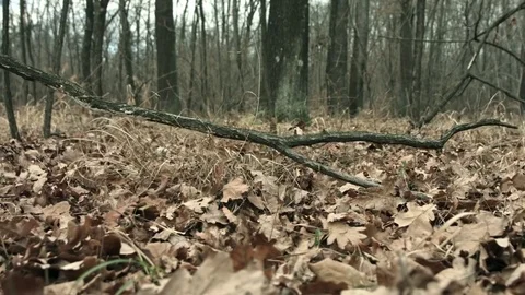 Dolly of fallen branches Stock Footage 71212767