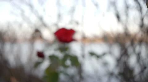 Dolly into flower 動画素材 10681998