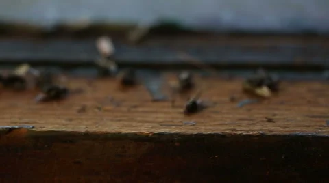 Dolly to Fly on Window Blur Stock Footage 57750242