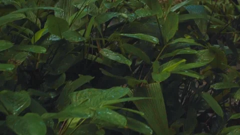 Dolly in forest reveal Stock Footage 151039085
