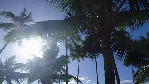 Dolly Forward and Tilt Up Under Coconut Trees Looking at Sun Stock Footage 101037643