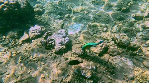 Dolly forward to a bowers parrotfish (chlorurus bowersi) among other fish feedin Video stock 331283344