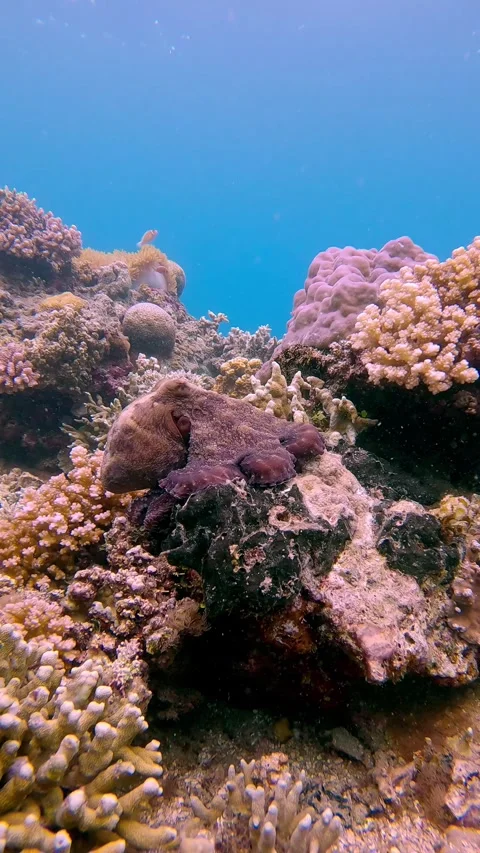 Dolly forward to a day octopus camouflaged before getting startled and fleeing Stock Footage 343427009