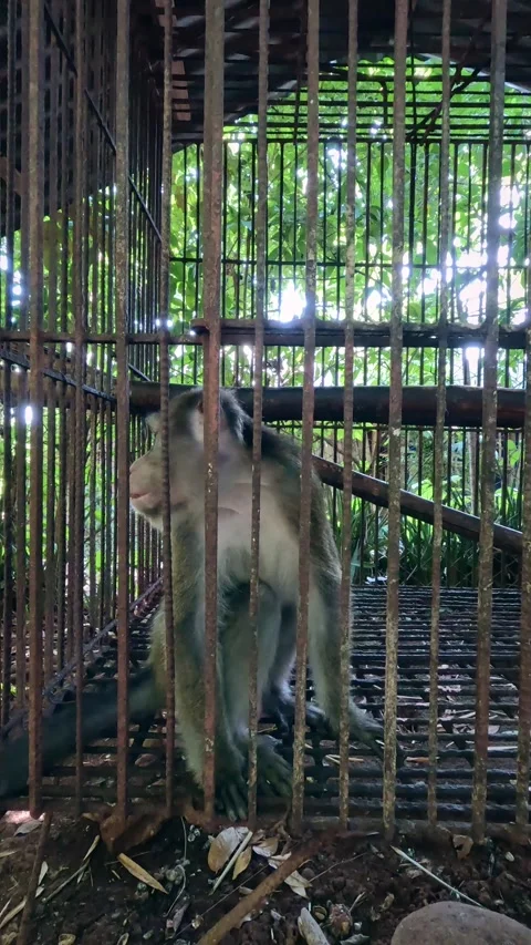 Dolly forward to a Long-tailed macaque monkey or Macaca fascicularis Video stock 329289799