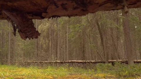 Dolly forward shot below wood in the forest Stock-Footage 73534003