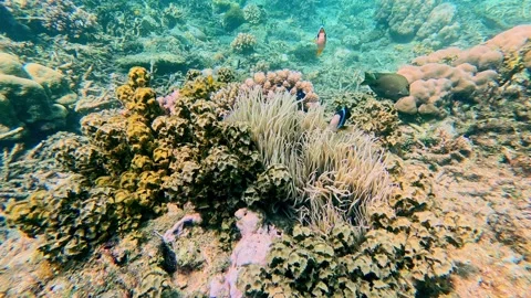 Dolly forward to two yellowtail clownfish (Amphiprion clarkii) guarding a Stock Footage 332588886