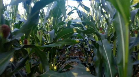 Dolly / forward walking motion shot from within a field of corn / maize Stock Footage 53036144