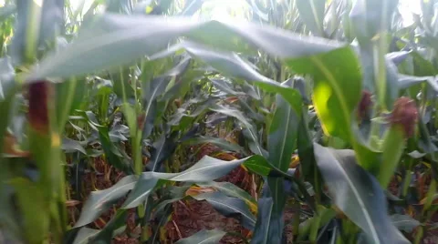 Dolly / forward walking motion shot from within a field of corn / maize Stock Footage 53038153