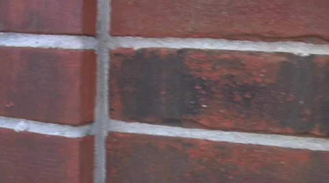 Dolly gardens Stock Footage 368761