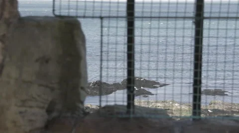 Dolly from Gate to Beach Stock Footage 51734763