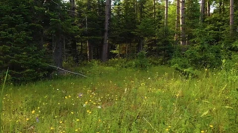 Dolly-In gliding over meadow into mixed forest SL Stock Footage 91669347