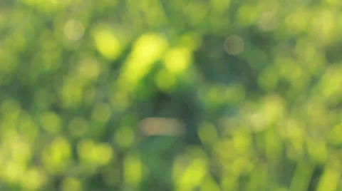 Dolly of grass at sunset Stock Footage 39901546