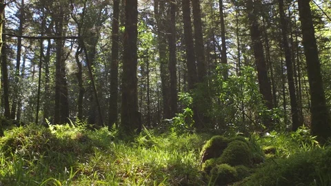 Dolly Of Green Grass And Trees Growing In Forest Video stock 79656213
