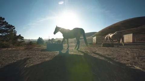 Dolly into horse Stock Footage 79580330