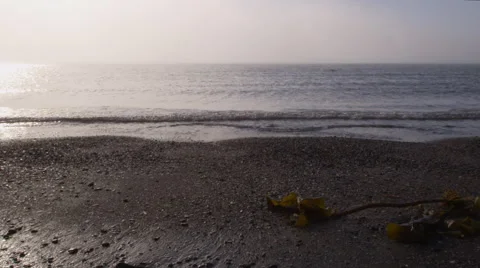 Dolly of kelp on arctic beach with small calm waves Stock Footage 61984656