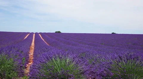 Dolly lavender walkways Video stock 56174117