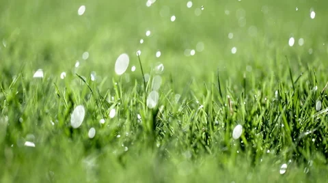 Dolly left as big drops of rain fall on grass in slow motion 4K Stock Footage 49779180