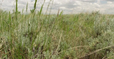 Dolly left close on sagebrush and prairie grass Stock Footage 82186722