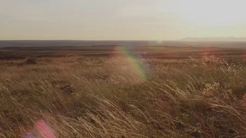 Dolly left low on golden grass in high prairie breeze Stock Footage 75333472