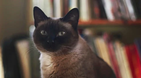 Dolly Left to Siamese Cat by Bookshelf Video stock 23105261