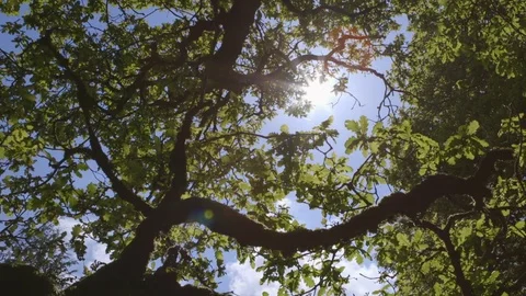 Dolly Of Lens Flare Sunrays Through Tree Branches Stock Footage 79678463