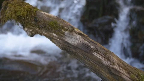 Dolly log with slow motion stream in mossy background Stock Footage 85102380