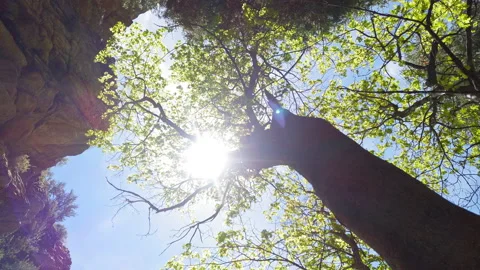 Dolly looking up at tree with spring leaves backlit by sun in mountain canyon Stock-Footage 202152354