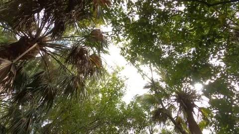 Dolly Looking Up at Trees Green Cay Wetlands Nature Preserve Stock Footage 295971720