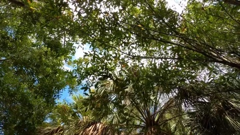 Dolly Looking Up at Trees Green Cay Wetlands Nature Preserve Stock Footage 295971748