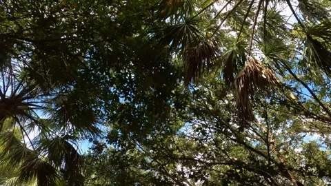 Dolly Looking Up at Trees Green Cay Wetlands Nature Preserve Stock Footage 295971799