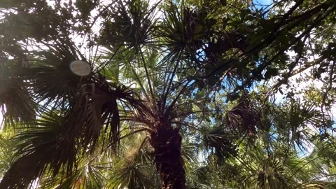 Dolly Looking Up at Trees Green Cay Wetlands Nature Preserve Stock Footage 295971816