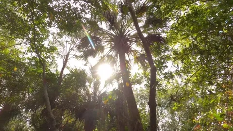 Dolly Looking Up at Trees Sun Green Cay Wetlands Nature Preserve Stock Footage 295971791