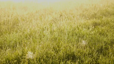 Dolly Low Angle Shot of Grass with Dew in the Autumn Morning with Beautiful S Stockbeeldmateriaal 112720797
