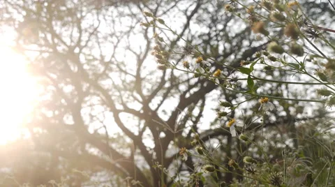 Dolly LR  wild flowers Video stock 47595440