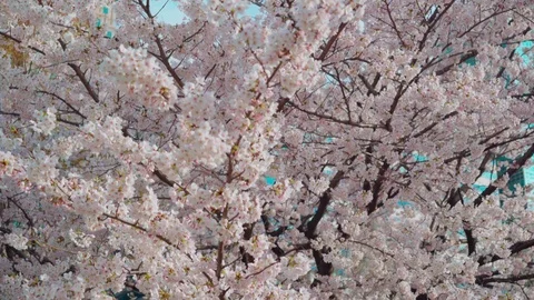 Dolly in, medium shot, Cherry Blossom trees flower in yeouido Park Stockbeeldmateriaal 106611224