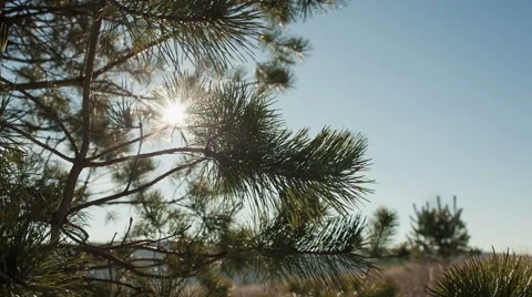DOLLY MOTION: Close-up View of Spruce Branches with Golden Sun Rays 库存影片 45892756