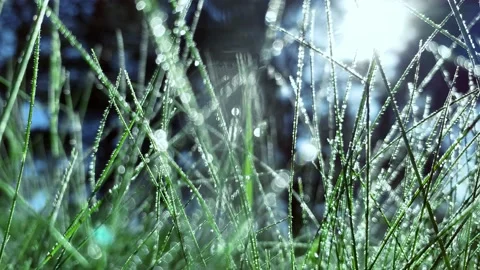 Dolly motion. Closeup raindrops on the grass shining in the morning rays of sun. Stockbeeldmateriaal 130464077