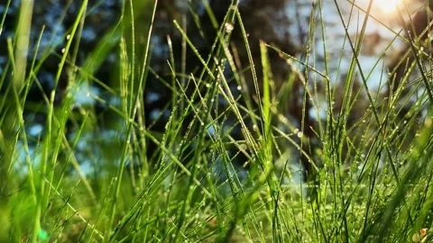 Dolly motion. Closeup raindrops on the grass shining in the morning rays of sun. Stockbeeldmateriaal 130464111