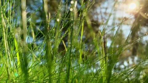 Dolly motion. Closeup raindrops on the grass shining in the morning rays of sun. Stock Footage 130464148