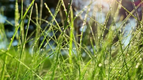Dolly motion. Closeup raindrops on the grass shining in the morning rays of sun. Video stock 130464555