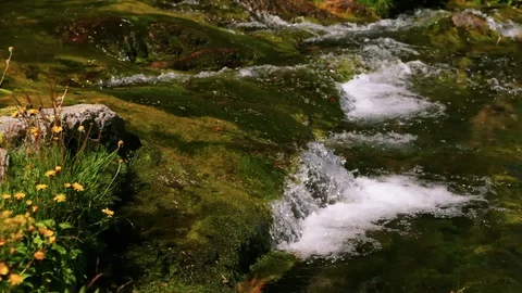 Dolly Motion Ecology, clean water in mountain river Stockbeeldmateriaal 88184553