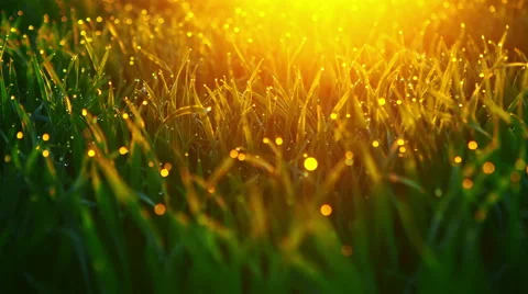 DOLLY MOTION: Fresh grass with dew in the sunrise. RAW video record Видео 63322385