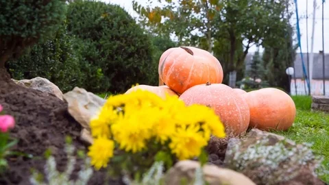 DOLLY MOTION: Pumpkins on green grass autumn day 스톡 동영상 82864909