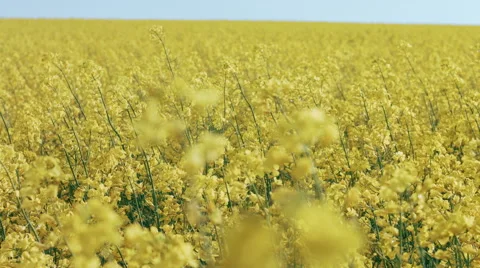 DOLLY MOTION: Rape field, canola crops on blue sky Vídeo Stock 50389029