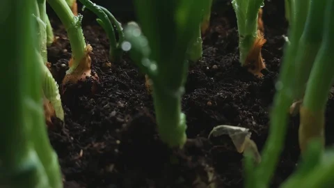 Dolly motion. Slowmotion. Close up garden with growing vegetables. 스톡 동영상 129404182